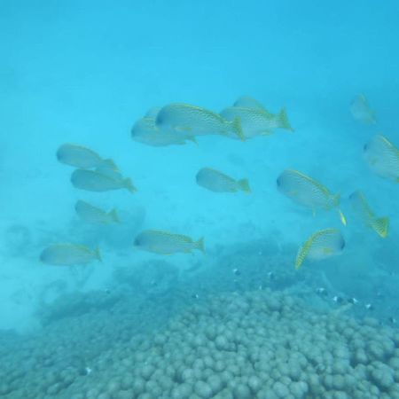 شقة Wasini Raha Snorkeling And Diving المظهر الخارجي الصورة