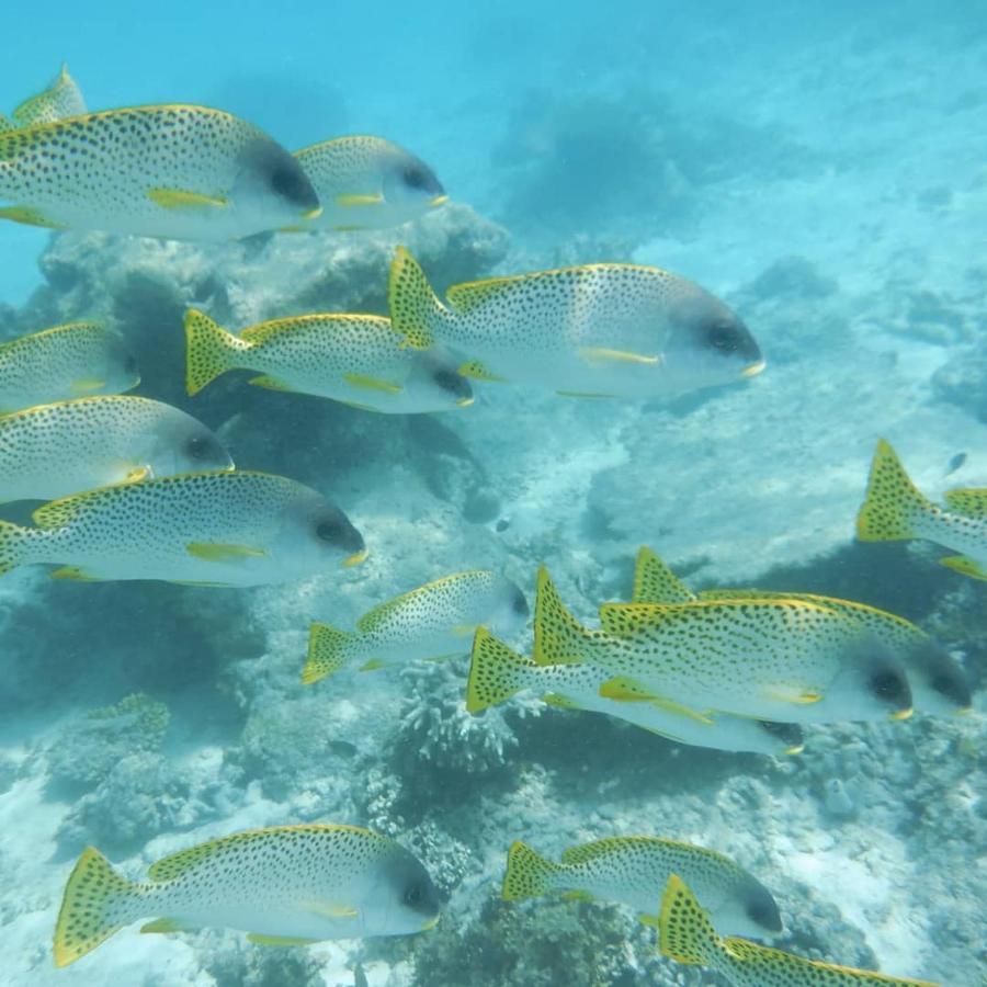 شقة Wasini Raha Snorkeling And Diving المظهر الخارجي الصورة
