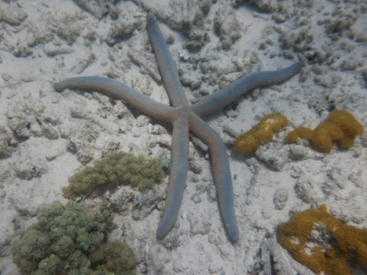 شقة Wasini Raha Snorkeling And Diving المظهر الخارجي الصورة