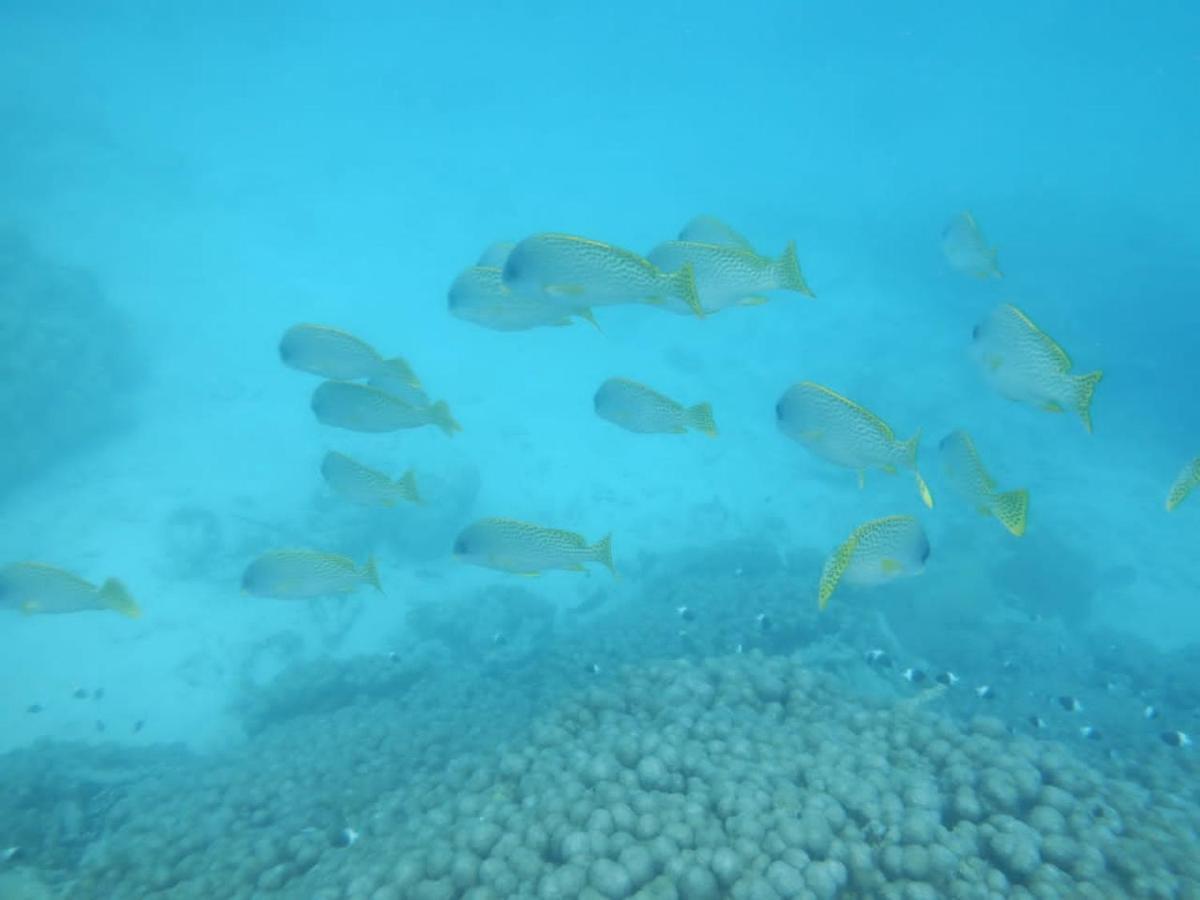 شقة Wasini Raha Snorkeling And Diving المظهر الخارجي الصورة