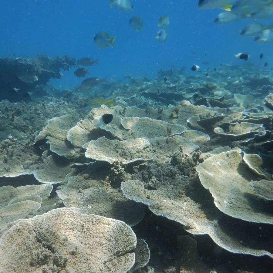 شقة Wasini Raha Snorkeling And Diving المظهر الخارجي الصورة
