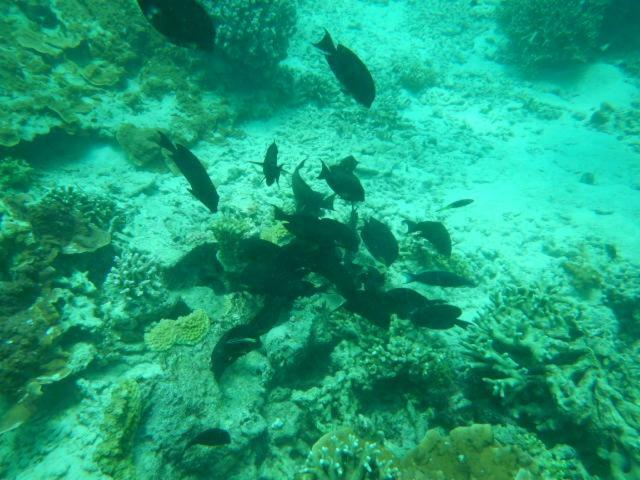 شقة Wasini Raha Snorkeling And Diving المظهر الخارجي الصورة