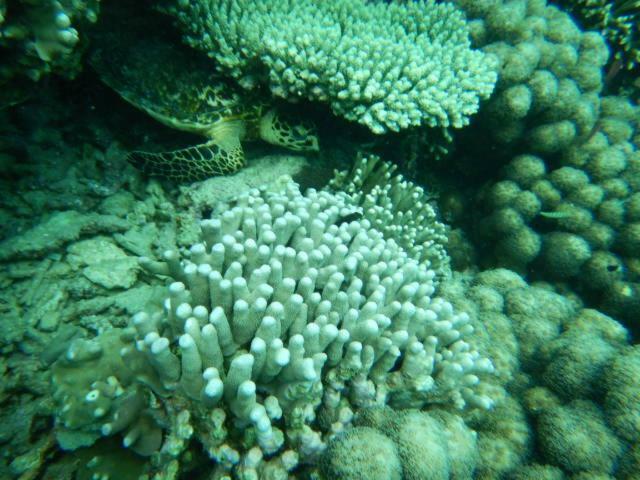 شقة Wasini Raha Snorkeling And Diving المظهر الخارجي الصورة